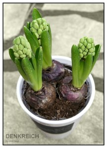 Wir locken den Frühling