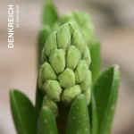 Frühling die Erste