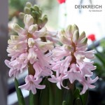Fruehling3