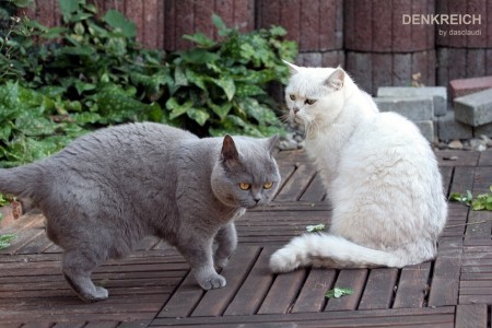 Snowie und Jackie