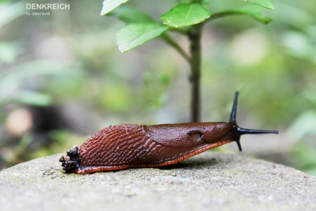 Frieda Schnecke