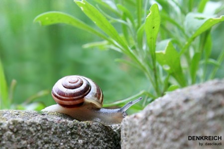 Gerda Schnecke
